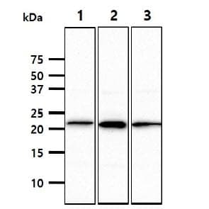Monoclonal Mouse anti-Human NKP30 Antibody (clone AT38D9, WB)
