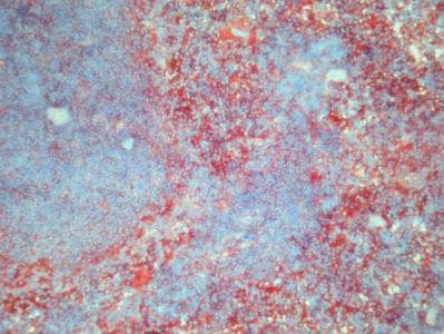 CD44 Antibody (clone IM7.8.1)
