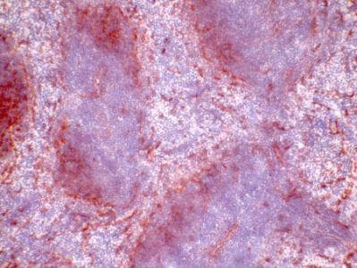 Monoclonal Rat anti-Mouse CD200 Antibody (clone OX-90, IHC)