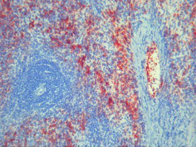 Monoclonal Mouse anti-Rat Platelets Antibody (clone BR4, IHC)