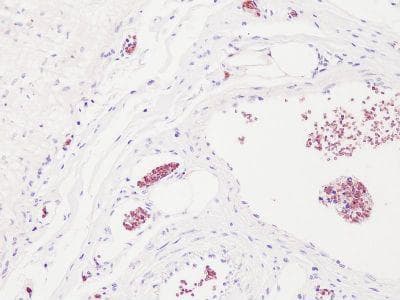 Monoclonal Mouse anti-Porcine HBB / Hemoglobin Beta Antibody (clone PLA114, IHC, WB)