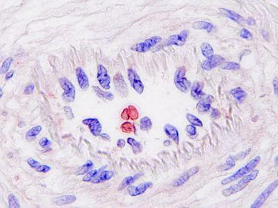 Monoclonal Mouse anti-Porcine HBB / Hemoglobin Beta Antibody (clone PLA114, IHC, WB)
