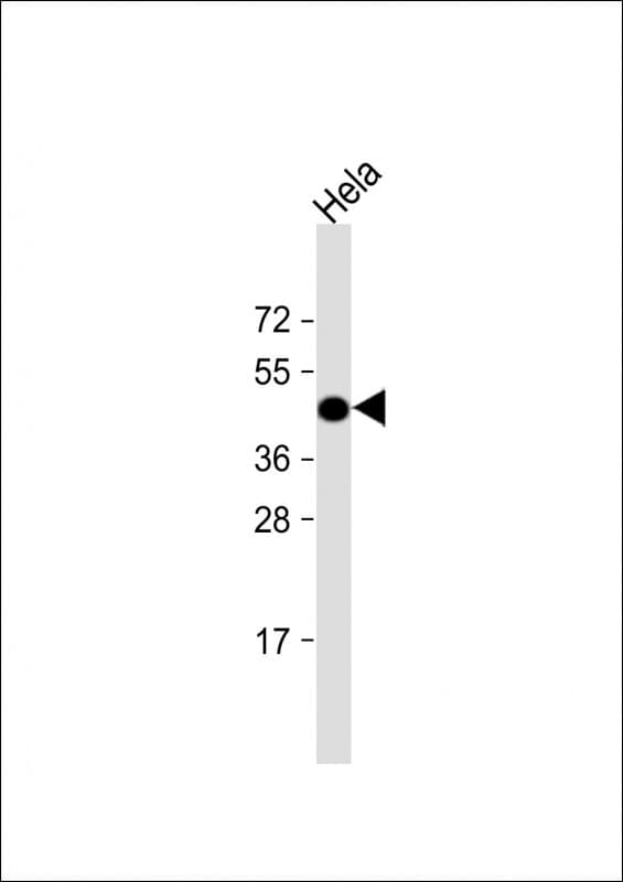 ACTB / Beta Actin Antibody (clone 137CT26.1.1)