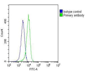 Monoclonal Mouse anti-Human PCNA Antibody (clone 1655CT506.10.26, IHC, WB)