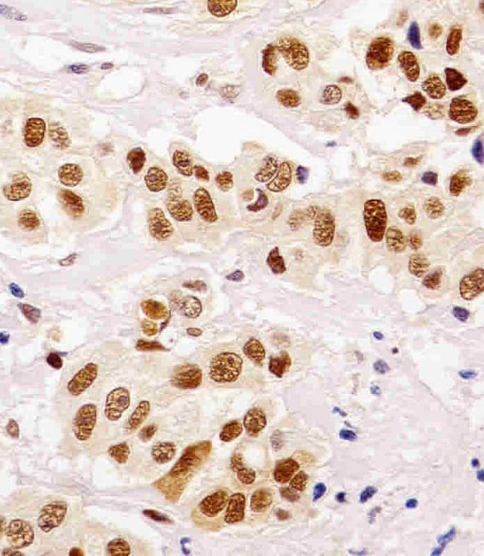 Monoclonal Mouse anti-Human PCNA Antibody (clone 1655CT506.10.26, IHC, WB)