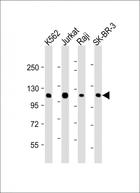 c-CBL Antibody (clone 1762CT401.80.60)