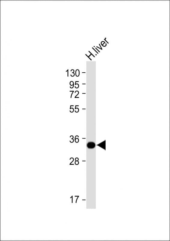 Monoclonal Mouse anti-Human GNMT Antibody (clone 1041CT18.2.3, C-Terminus, WB)