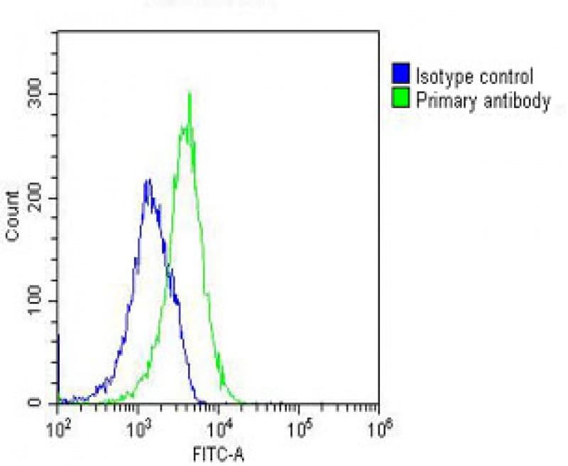 Monoclonal Mouse anti-Human GNMT Antibody (clone 1041CT18.2.3, C-Terminus, WB)
