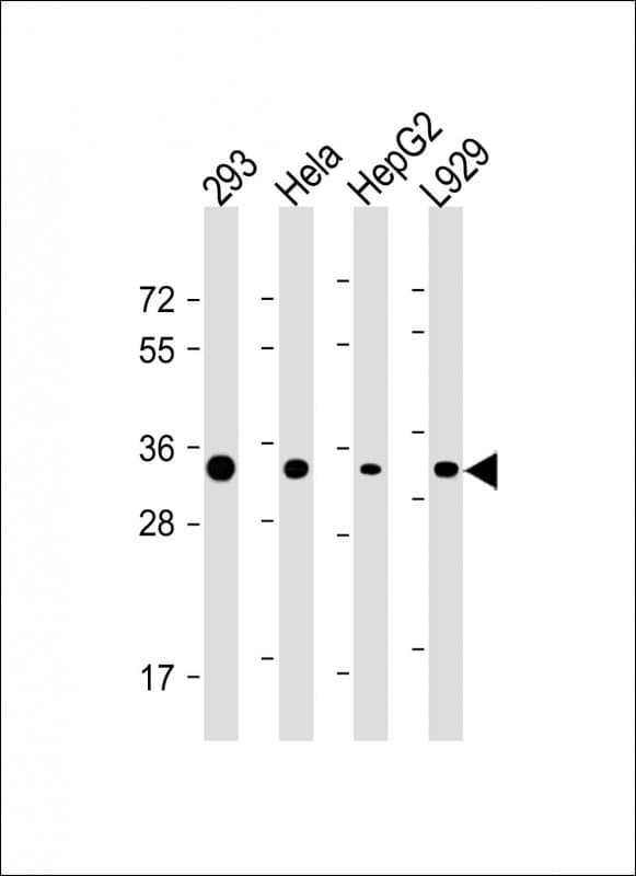 Monoclonal Mouse anti-Human STUB1 / CHIP Antibody (clone 1008CT12.4.1, C-Terminus, WB)