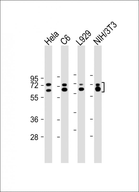 LMNA / Lamin A+C Antibody (clone 1073CT3.1.3)