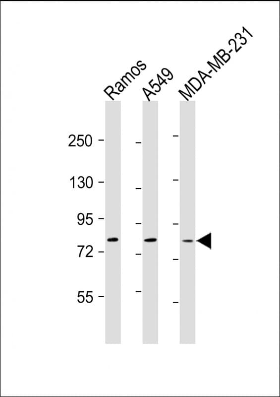 TLR2 Antibody (clone 1070CT4.2.3.2)