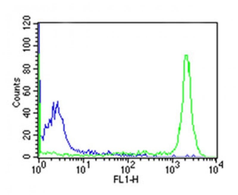 CD45 / LCA Antibody (clone 4B2 Equivalent)
