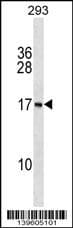 PAPPA-AS1 Antibody (aa 1-30, N-term)