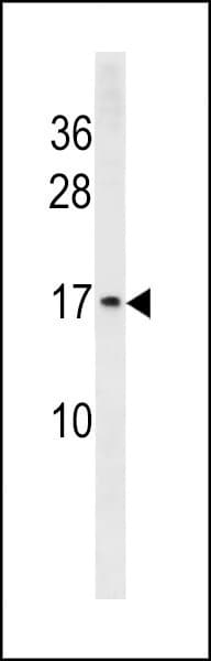 HIST1H3A Antibody (aa 28-57, N-term)