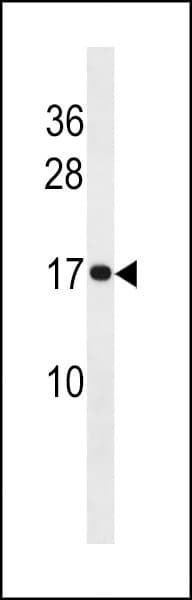 HIST1H3A Antibody (aa 97-124, C-term)