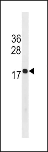 HIST1H3A Antibody (aa 97-124, C-term)