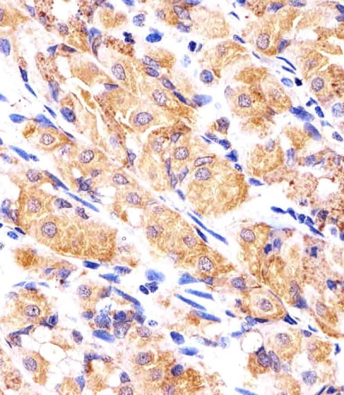 RPLP0P6 Antibody (aa 1-30, N-term)