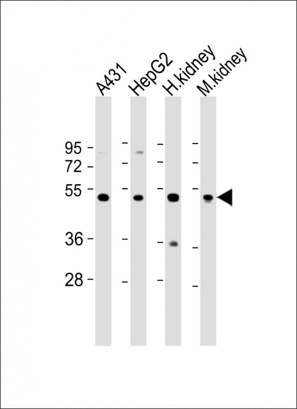 VNN1 Antibody (N-Terminus)