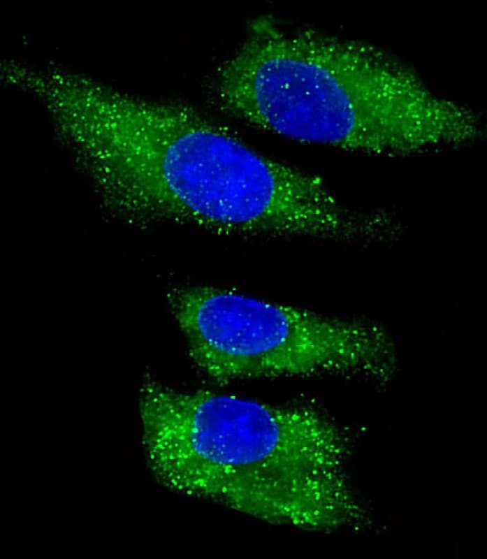 Polyclonal Rabbit anti-Human ITIH4 Antibody (aa784-816, IF, WB)