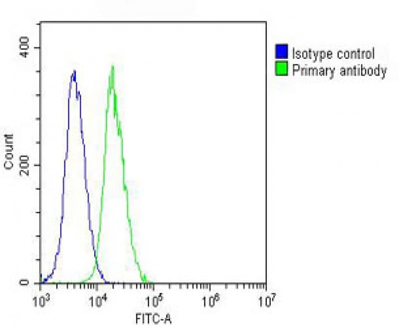 Polyclonal Rabbit anti-Human VCL / Vinculin Antibody (IHC, WB)