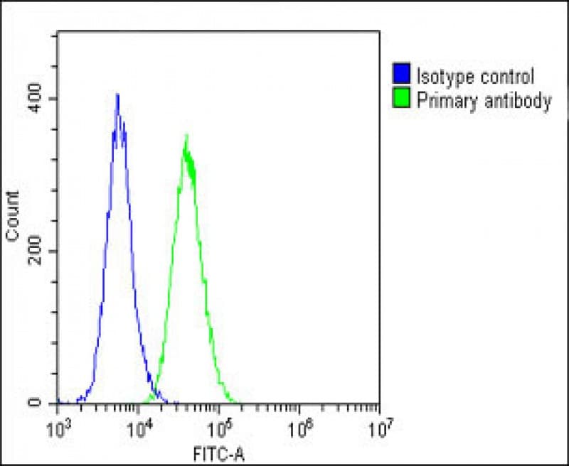 Polyclonal Rabbit anti-Human VCL / Vinculin Antibody (IHC, WB)