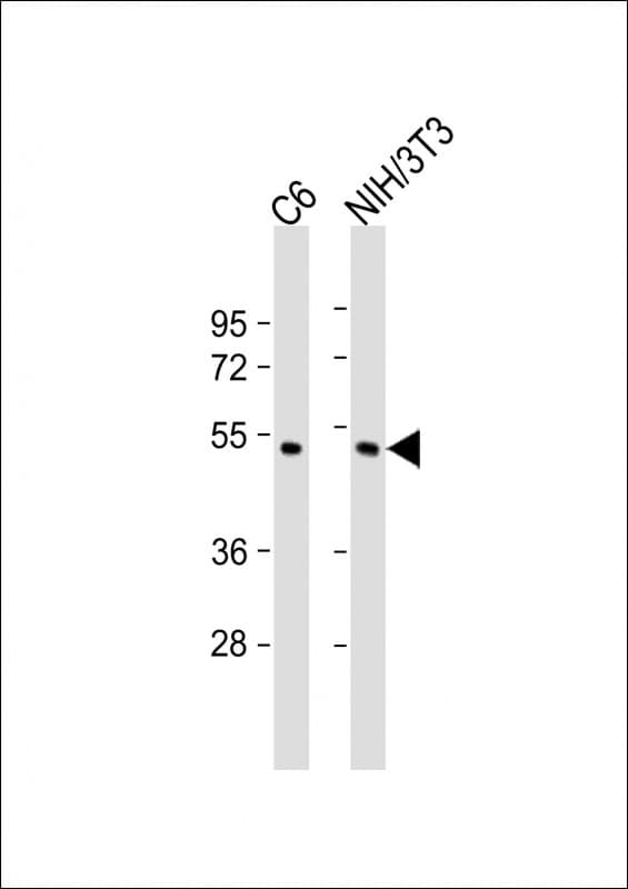 MAPK8 / JNK1 Antibody (Thr183/Tyr185)