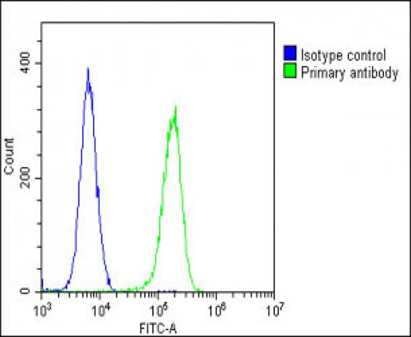 STMN1 / Stathmin / LAG Antibody (C-Terminus)
