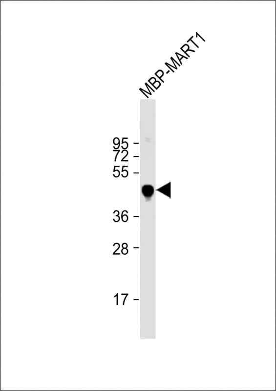MBP Tag Antibody