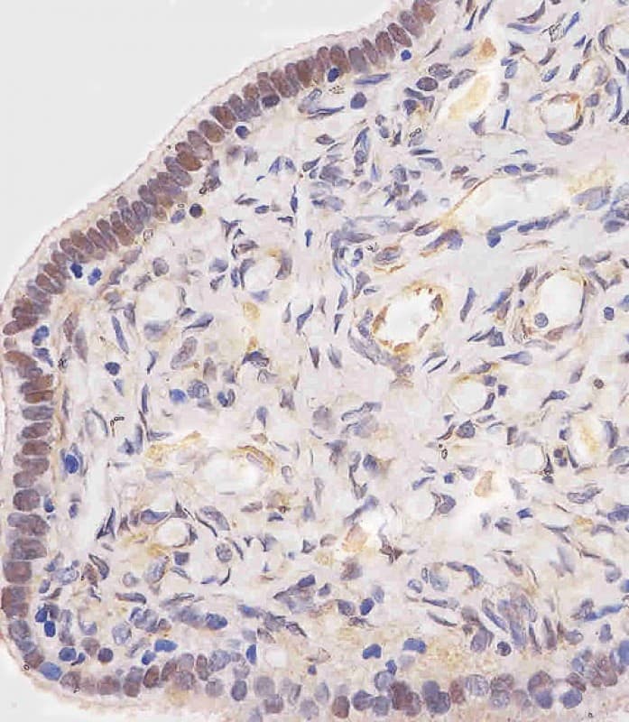 Polyclonal Rabbit anti-Human OVGP1 / Oviductin Antibody (N-Terminus, IHC, WB)