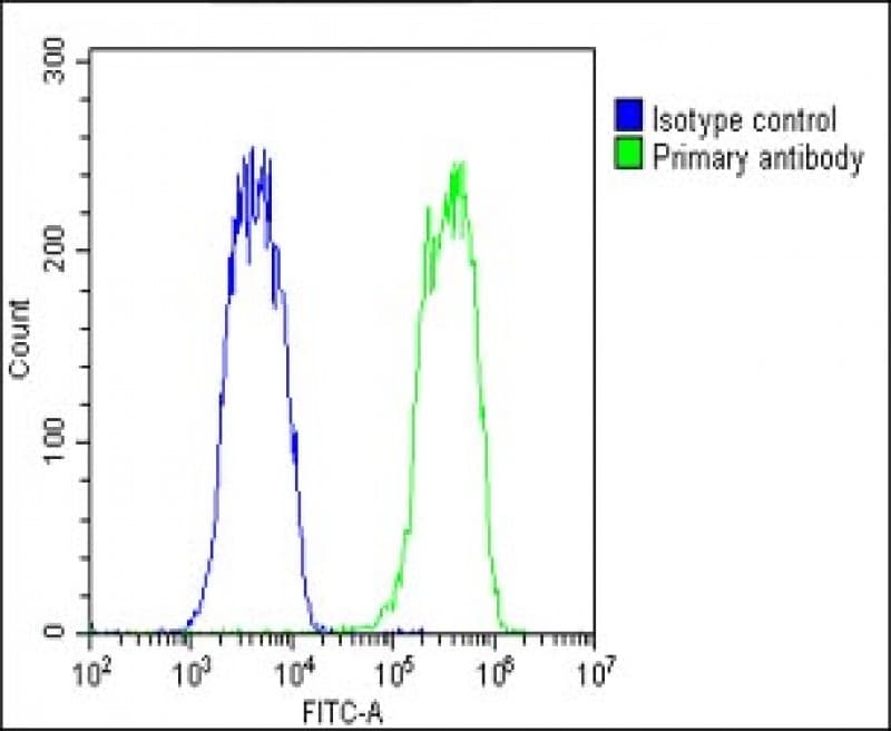 Polyclonal Rabbit anti-Human OVGP1 / Oviductin Antibody (N-Terminus, IHC, WB)