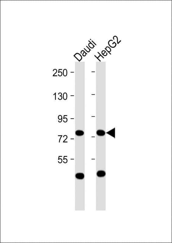 Polyclonal Rabbit anti-Human CD110 / MPL Antibody (N-Terminus, WB)