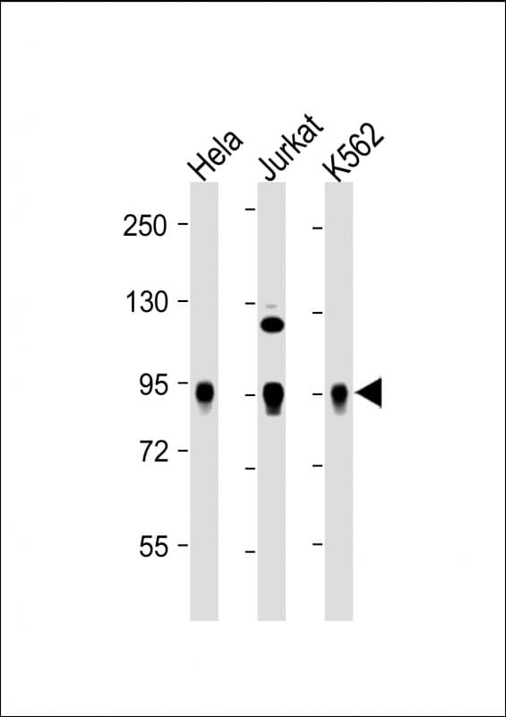 Polyclonal Rabbit anti-Human WEE1 Antibody (WB)
