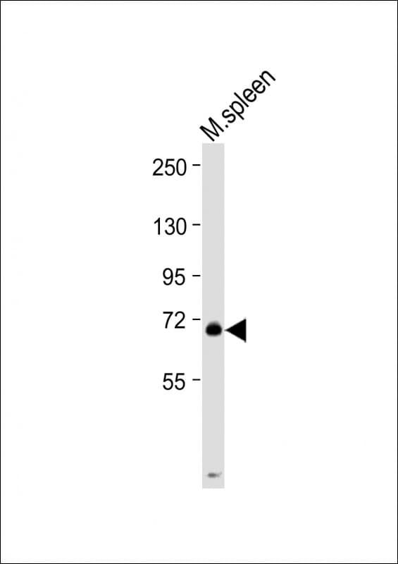 Polyclonal Rabbit anti-Human CD110 / MPL Antibody (C-Terminus, WB)