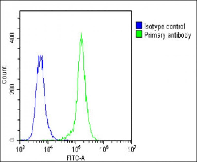 Polyclonal Rabbit anti-Human F13A1 / Factor XIIIa Antibody (N-Terminus, WB)