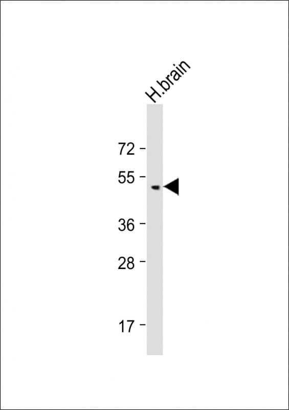 Polyclonal Rabbit anti-Human BMP8B Antibody (C-Terminus, WB)
