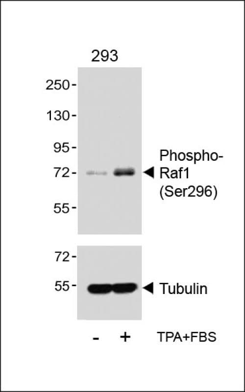 RAF1 / RAF Antibody (phospho-Ser296)