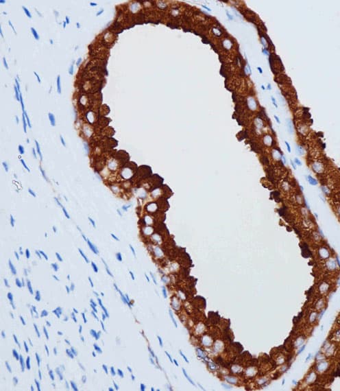 Monoclonal Mouse anti-Human KLK3 / PSA Antibody (IHC, WB)