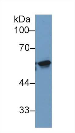 KPNA2 / Importin Alpha 1 Antibody (APC)