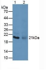 MBP Antibody (FITC)