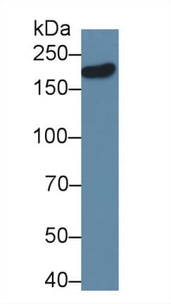 DLG5 Antibody (PE)