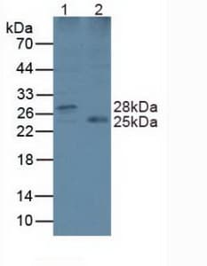 LYPLA2 Antibody (PE)