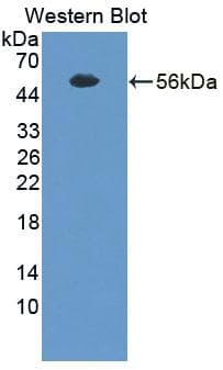 TGN46 / TGN38 Antibody (APC)