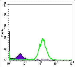 BID Antibody (clone 3C5)