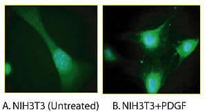 ERK1/2-T202/Y204 Antibody (AF488)