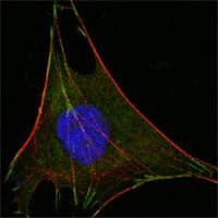 Monoclonal Mouse anti-Human GPI Antibody (clone 1B7D7, IHC, IF, WB)