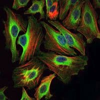 BID Antibody (clone 3C5)