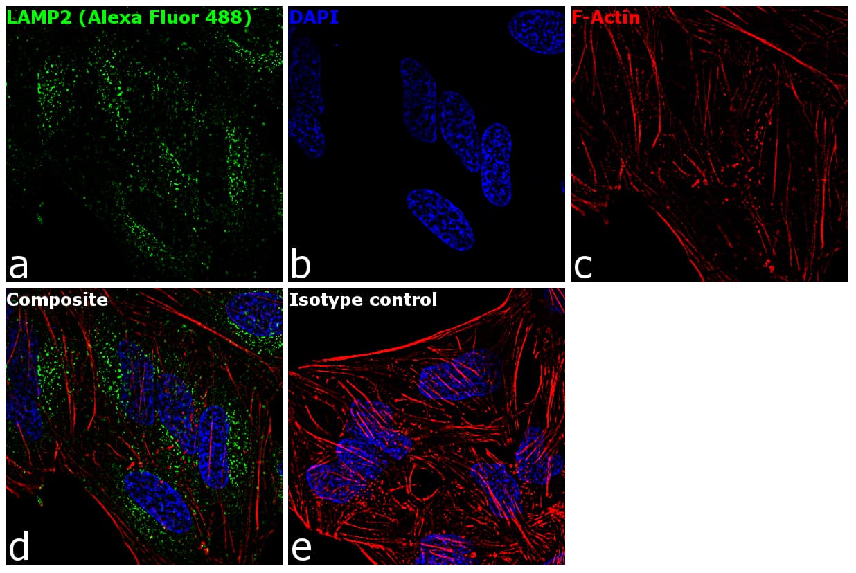 Monoclonal Mouse anti-Human LAMP2 / CD107b Antibody (clone H4B4, AF488, IF)