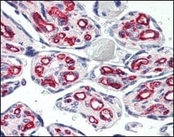 PECAM-1 / CD31 Antibody (clone 2F7B2)