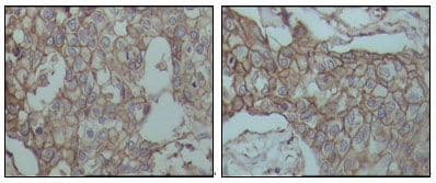 CD44 Antibody (clone 8E2F3)