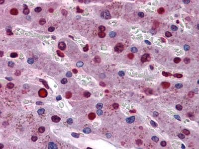 STAT3 Antibody (clone 7G3H4)